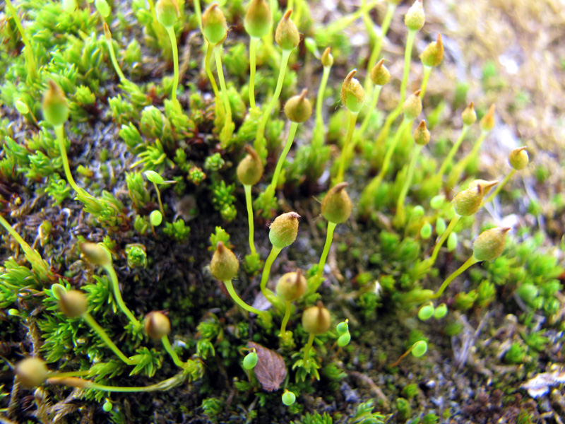 Polytrichastrum sexangulare